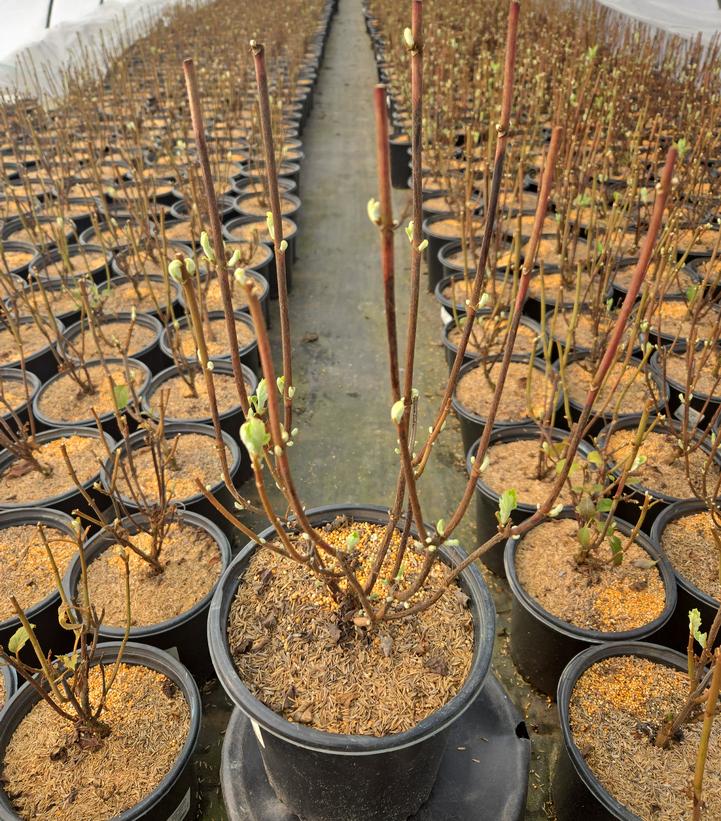 Hydrangea quercifolia Snow Queen™