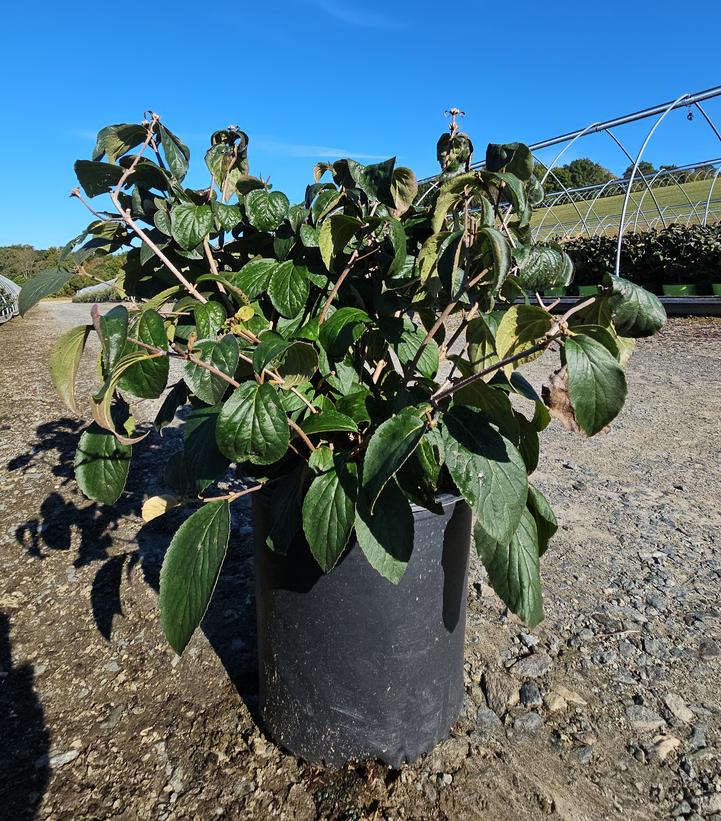 Viburnum carlesii Spice Island™