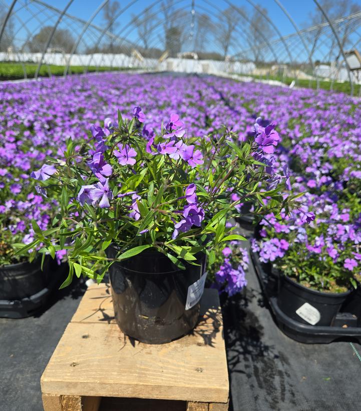 Phlox x 'Woodlander Purple'