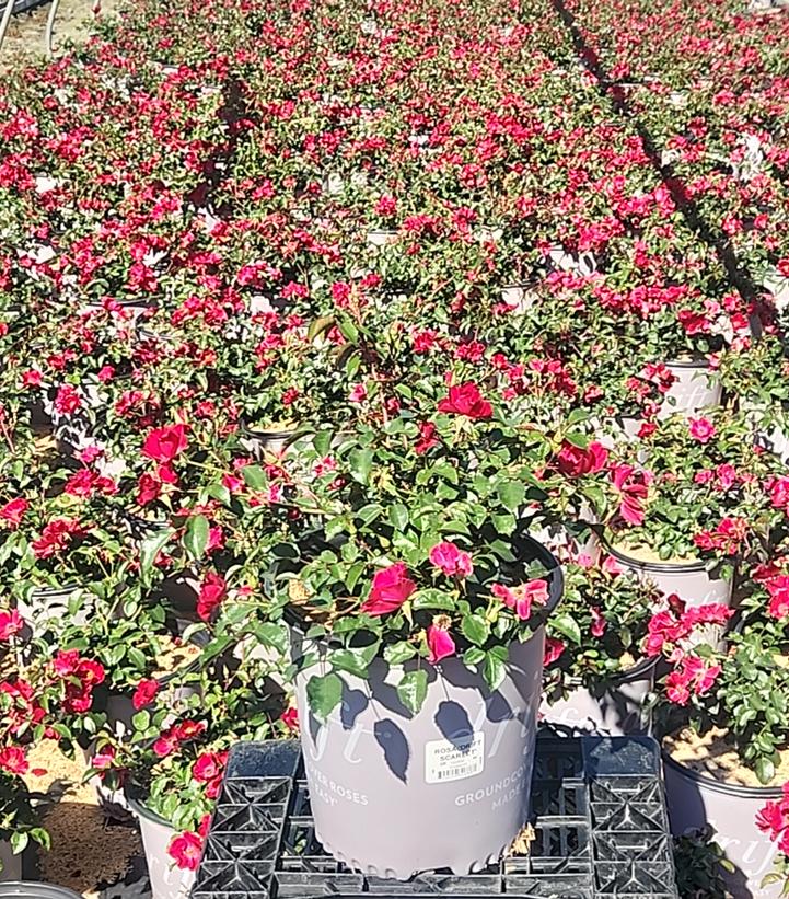 Rosa Scarlet Drift®