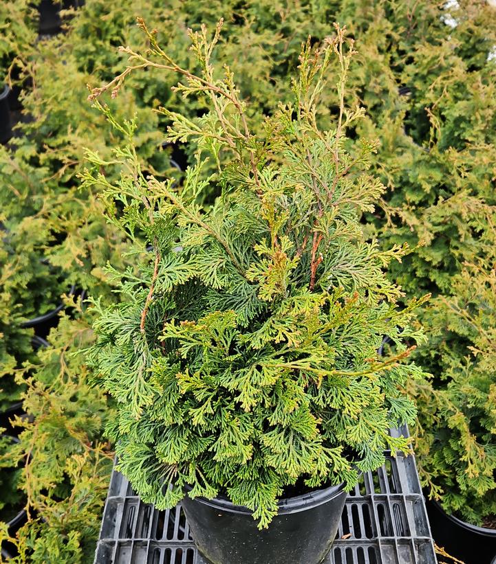 Chamaecyparis obtusa 'Wells Special'
