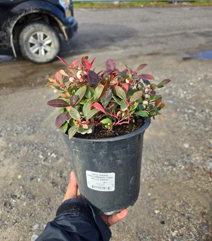 Gaultheria procumbens Ciao Bella - White
