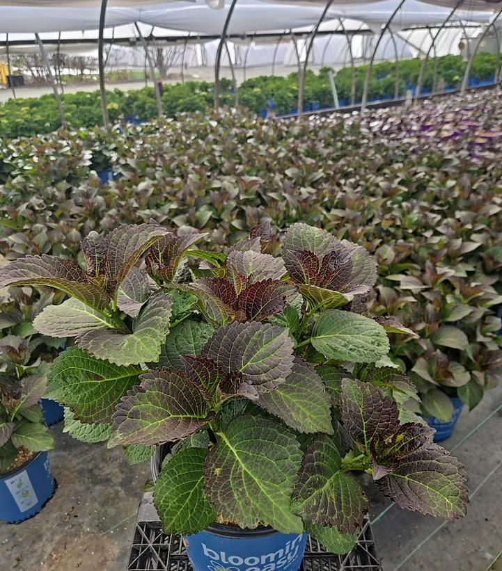 Hydrangea macrophylla Soul Mate™