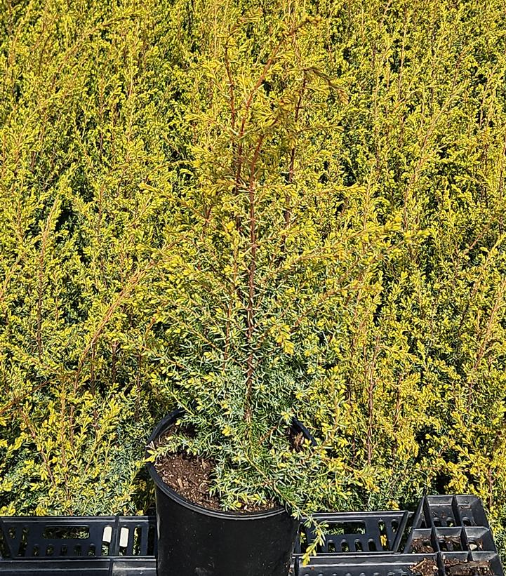 Juniperus communis 'Gold Cone'