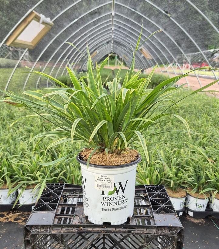 Carex laxiculmis 'Noble Native