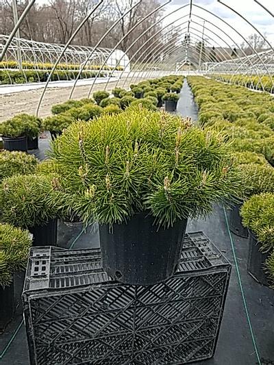 Pinus mugo Var. Mughus Pinus mugo Var. Mughus