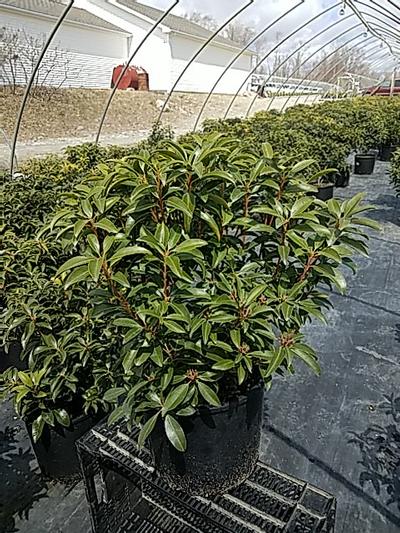 Kalmia lat. Sarah Kalmia lat. Sarah