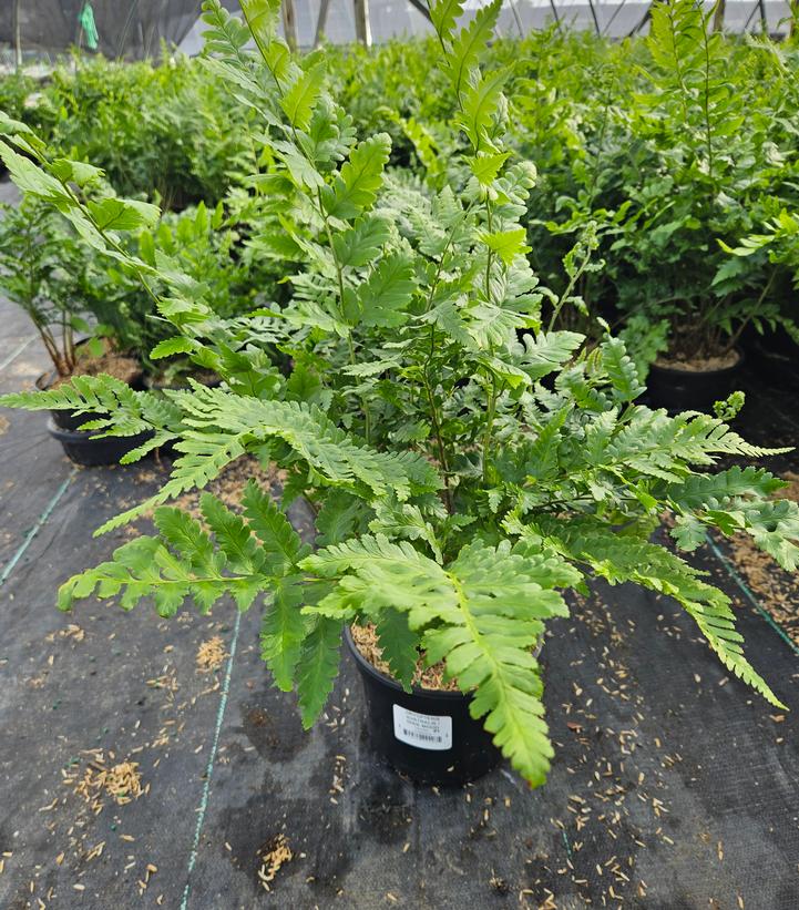 Dryopteris x australis 