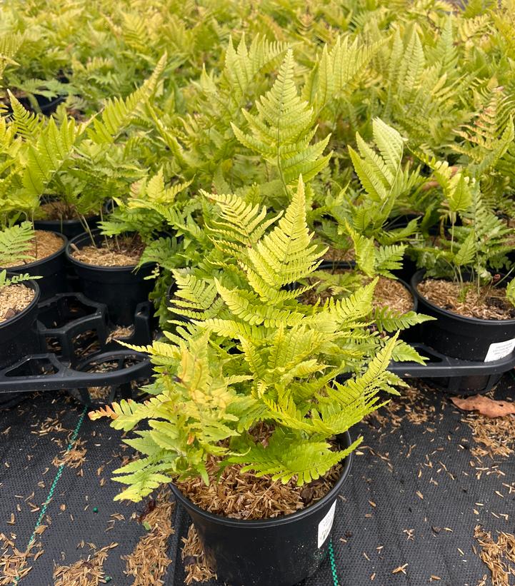 Dryopteris erythrosora 'Brilliance'