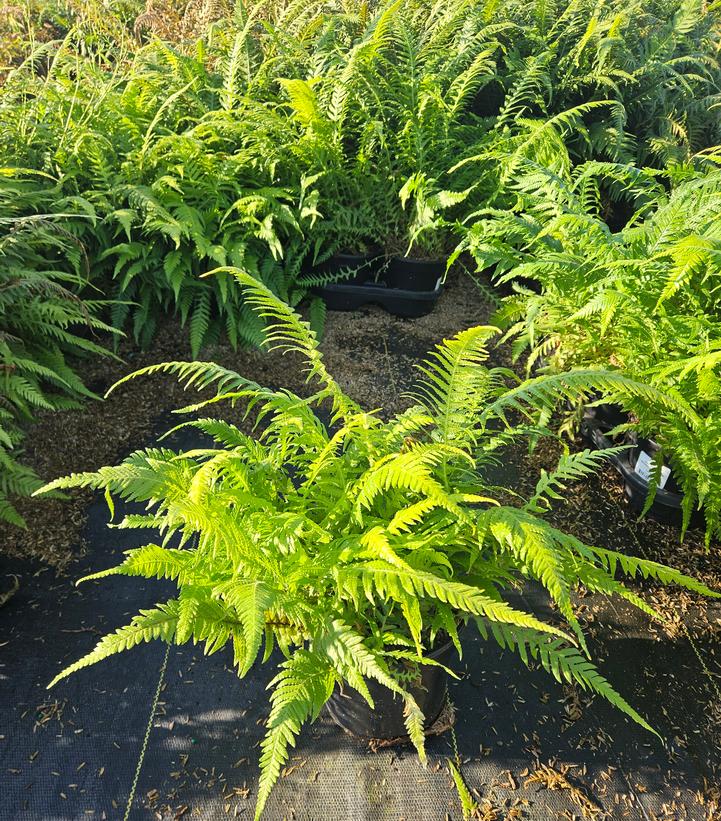 Thelypteris decursive-pinnata 