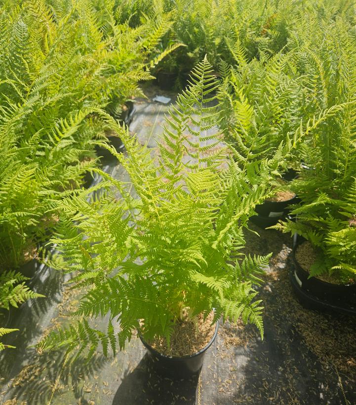 Thelypteris noveboracensis 