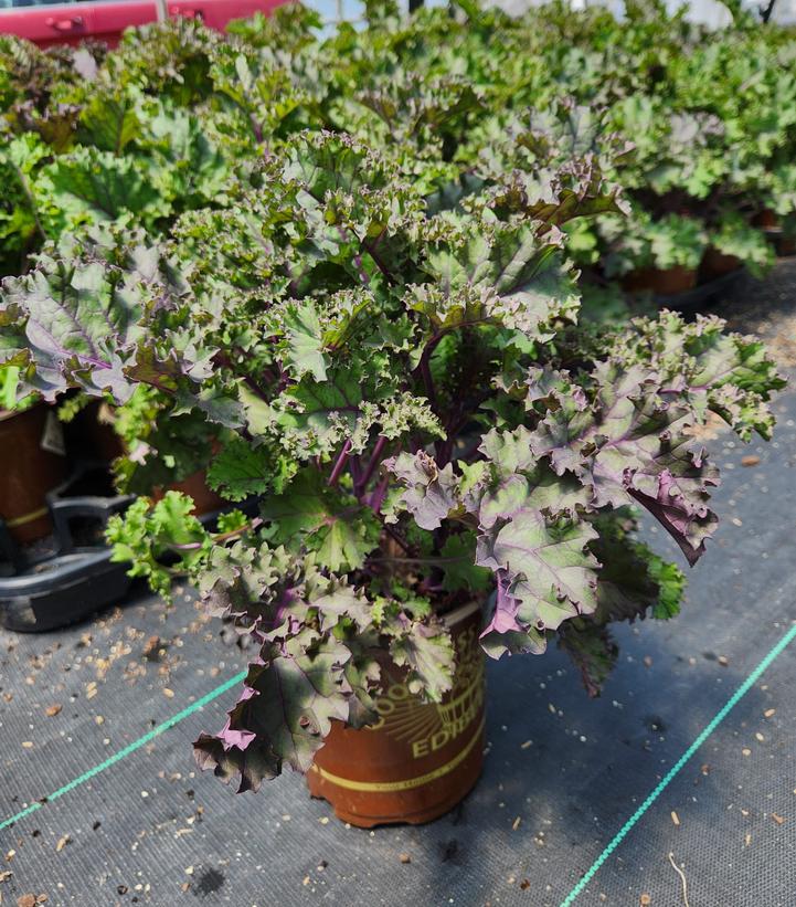 Kale Redbor