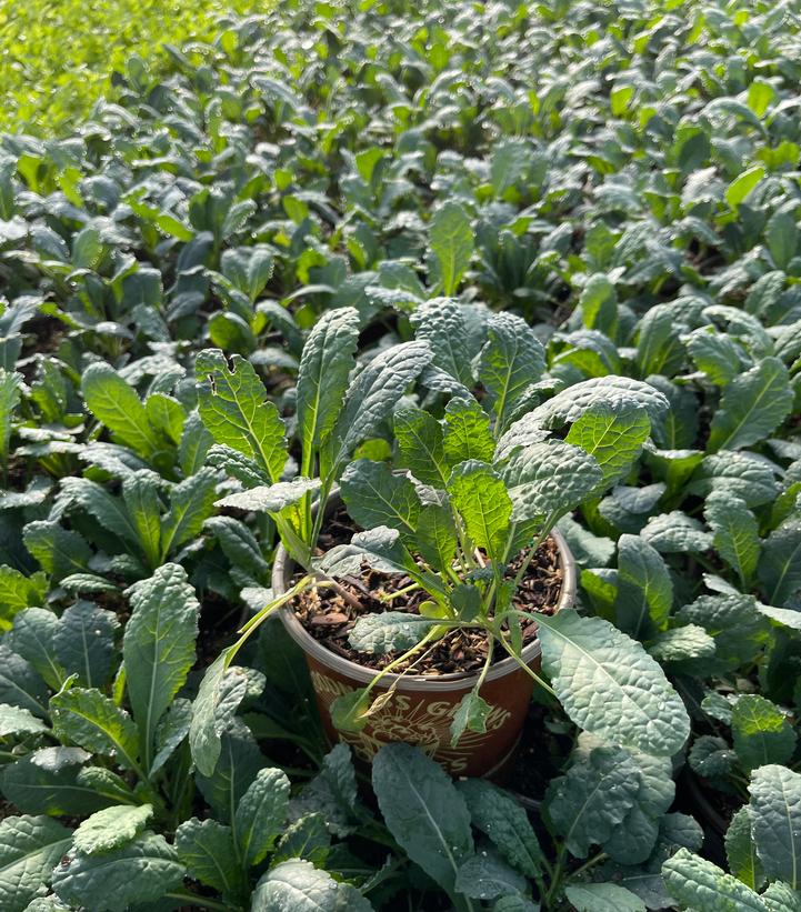 Kale Toscano