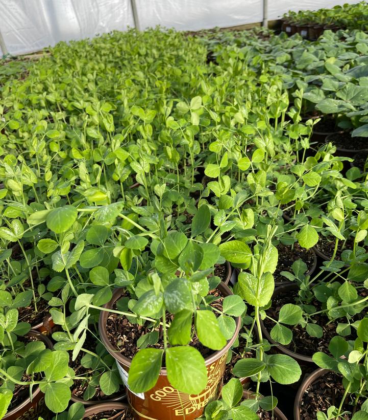 Pea Sugar Snap