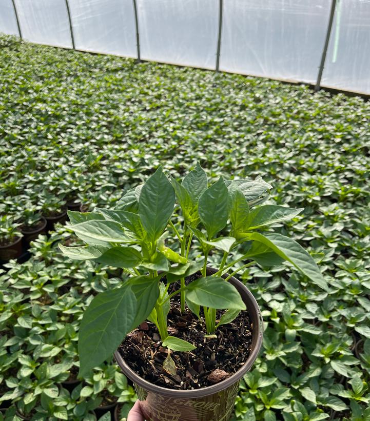Pepper Big Bertha