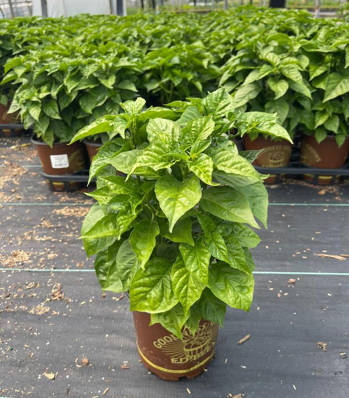 Pepper Red Habanero