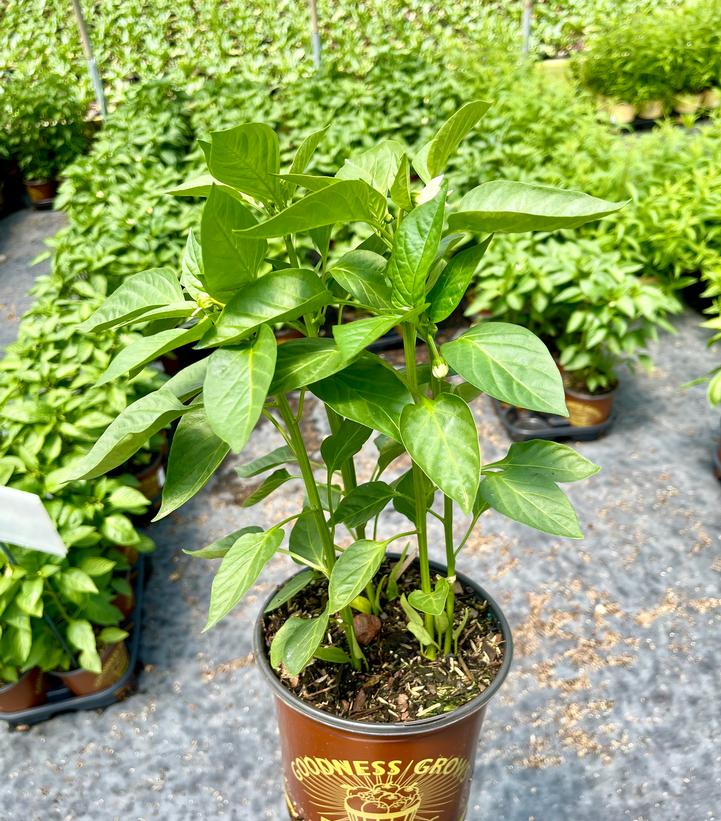 Pepper Revolution