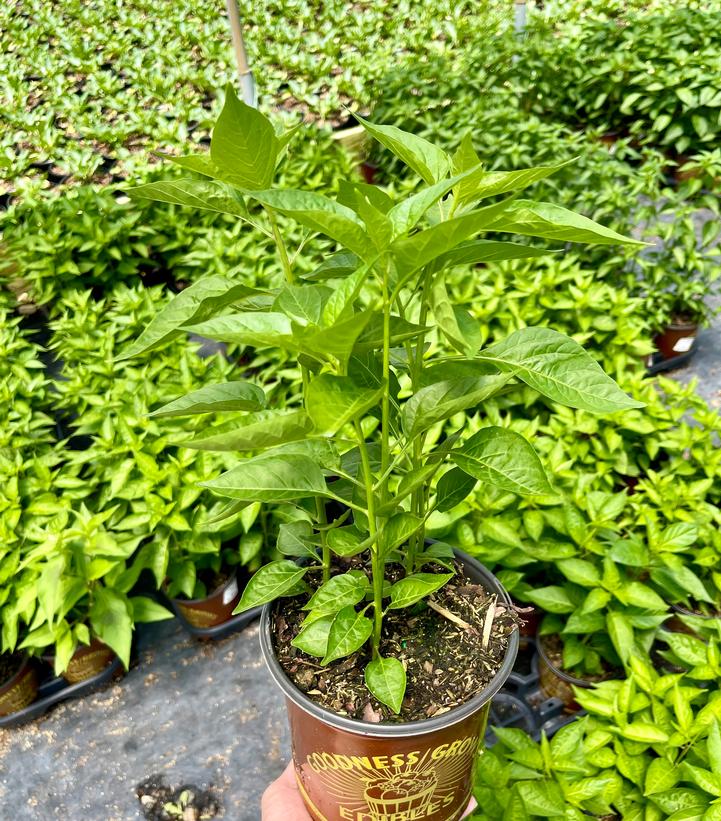 Pepper Tabasco