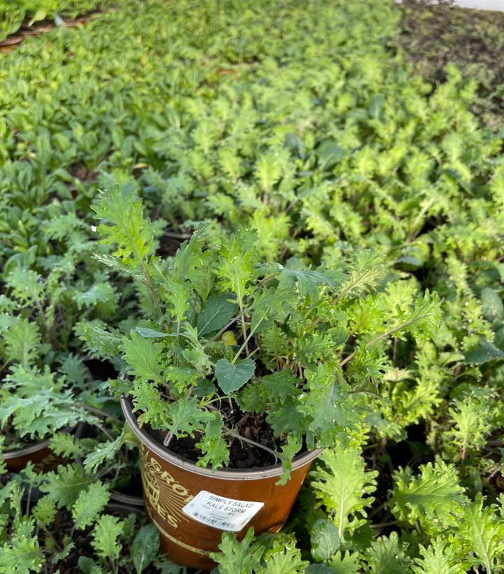 Mixed Greens SimplySalad® 'Kale Storm'