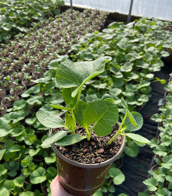 Squash Honey Bear