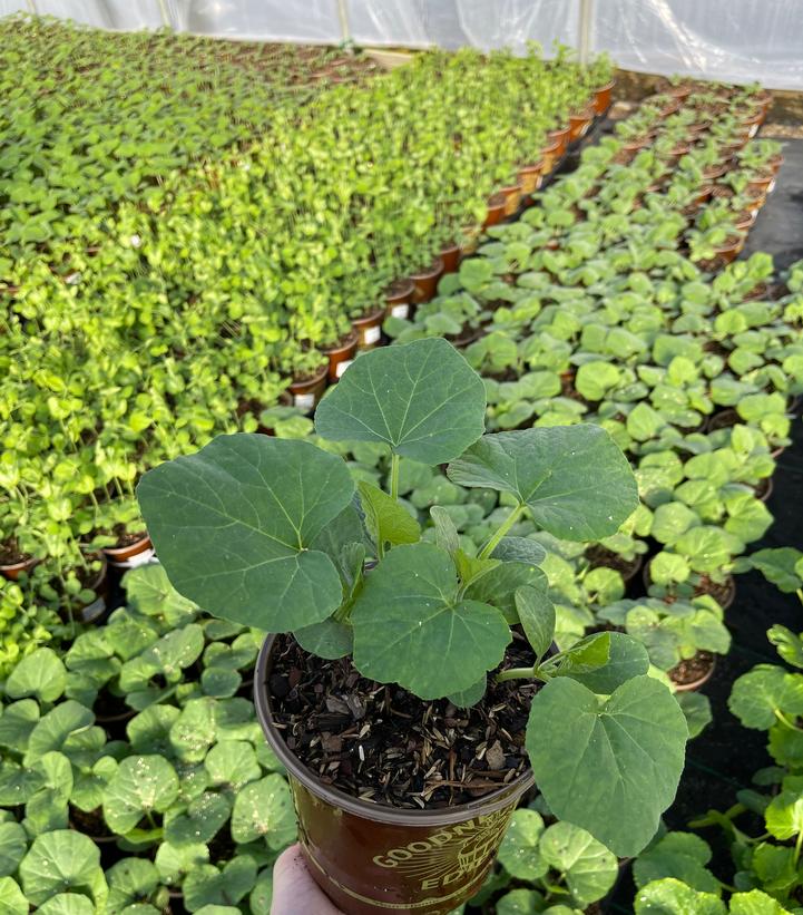 Squash Honeynut