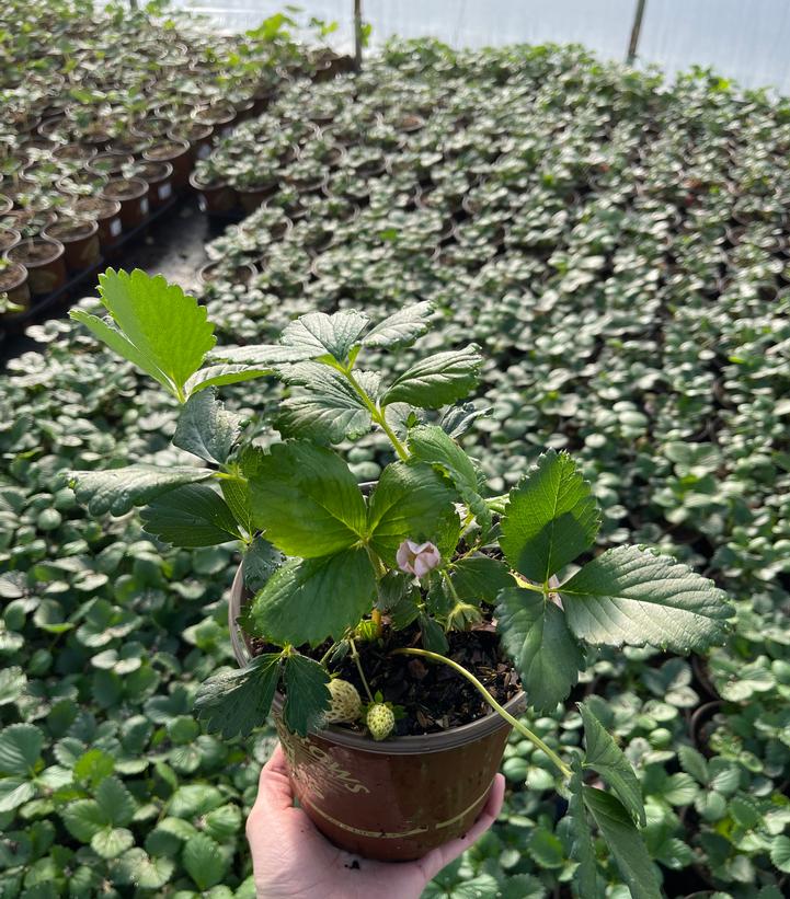 Strawberry 'Gasana'
