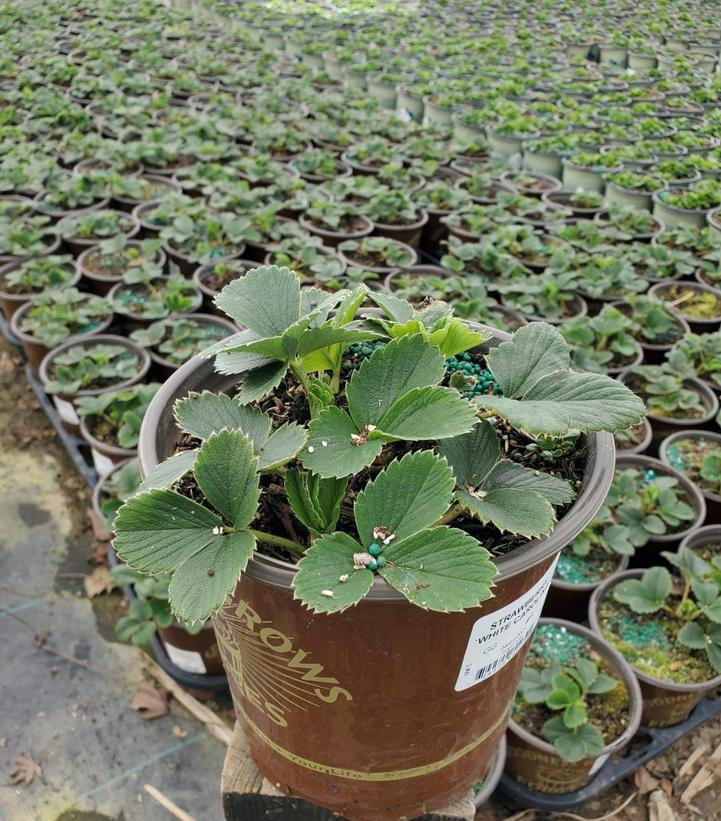 Strawberry 'White Carolina'