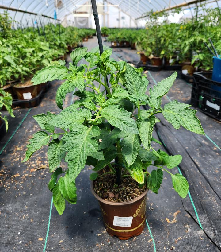 Tomato Health Kick