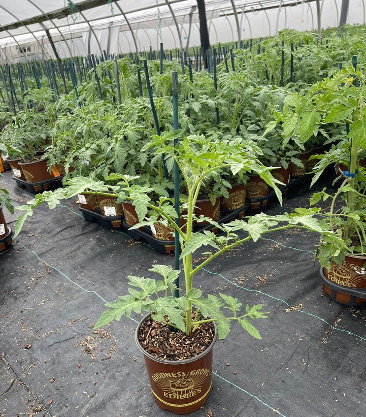 Tomato 'Homeslice'