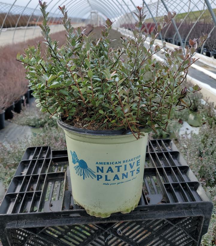 Vaccinium macrocarpon 'Pilgrim'