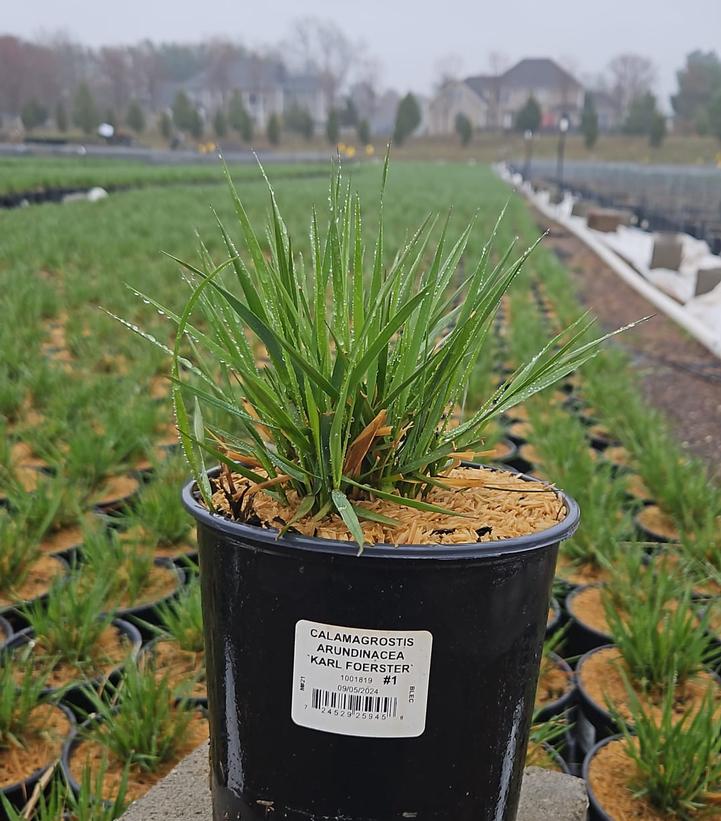 Calamagrostis a. Karl Foerster