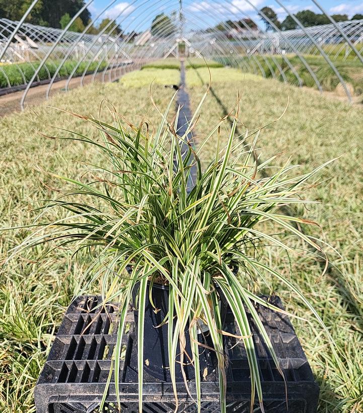 Carex morrowii Silver Sceptre