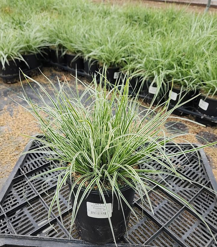 Carex oshimensis EverColor® Everest