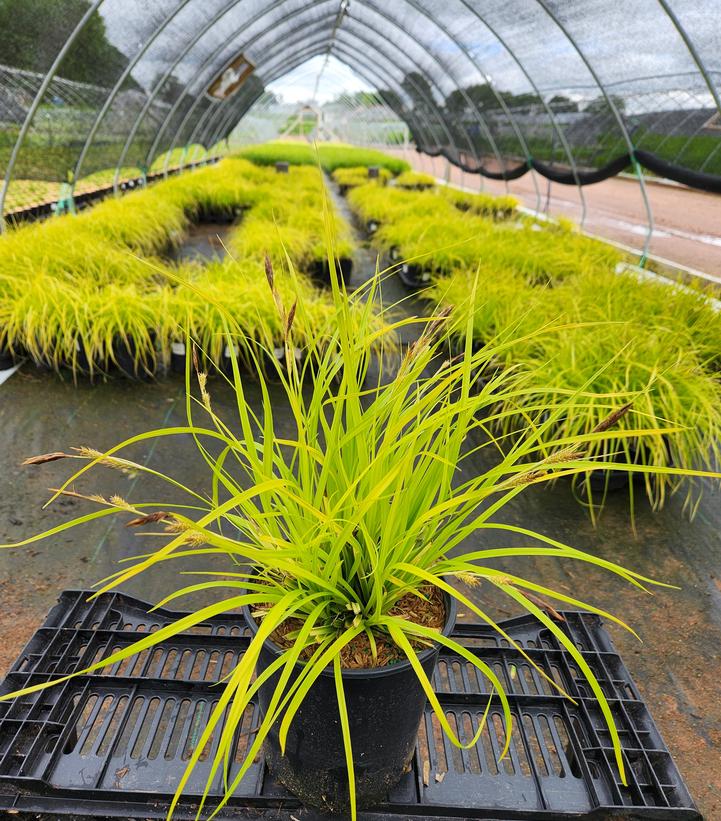 Carex oshimensis EverColor® Everillo