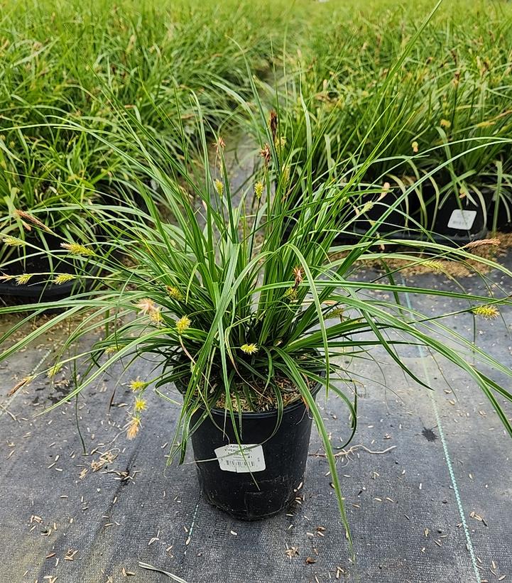 Carex oshimensis EverColor® 'Everlime'