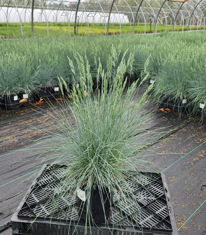 Festuca cinerca Elijah Blue