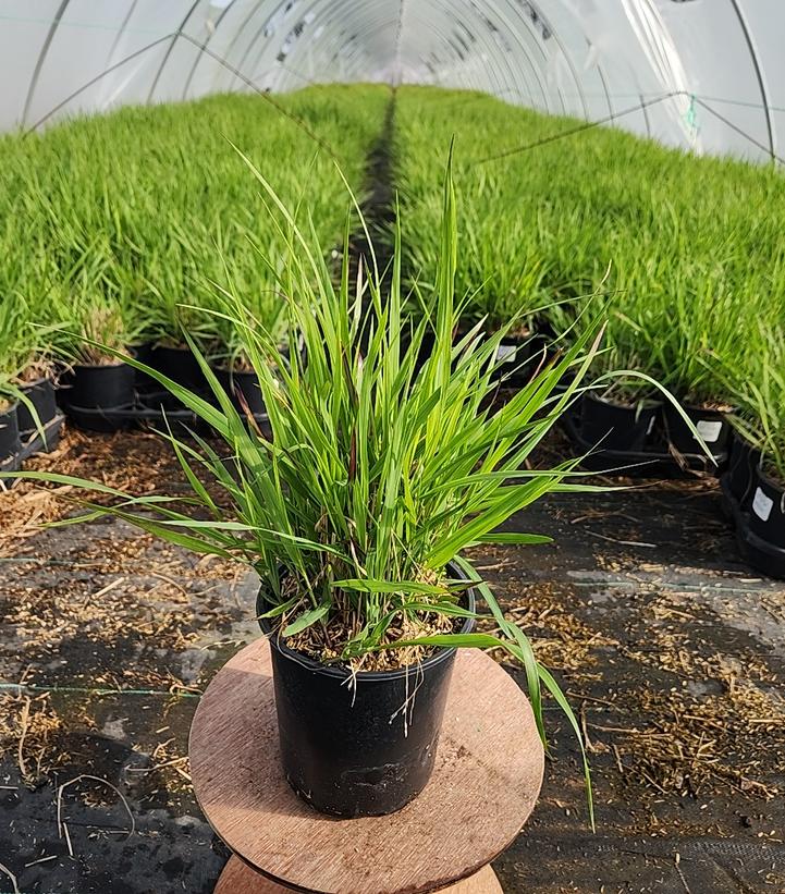 Panicum virgatum Ruby Ribbons™