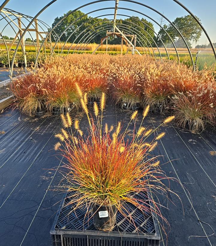 Pennisetum alopecuroides Burgundy Bunny