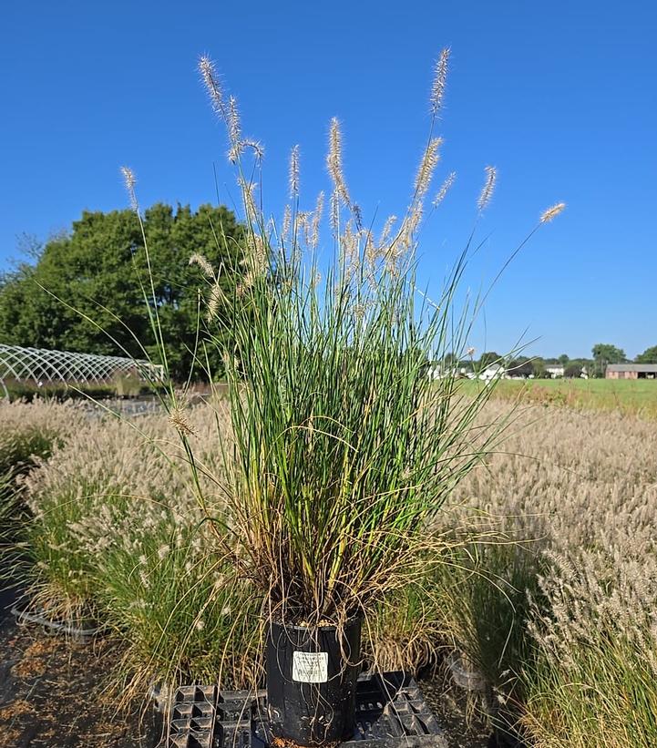Pennisetum alopecuroides Little Bunny