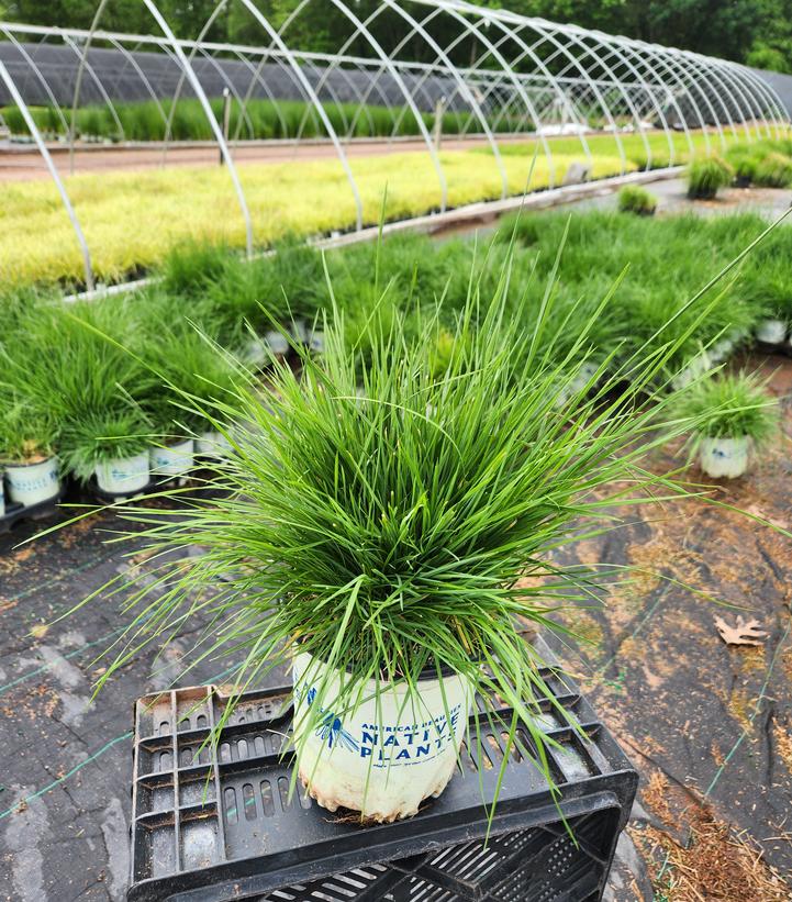 Deschampsia cespitosa 'Pixie Fountain'