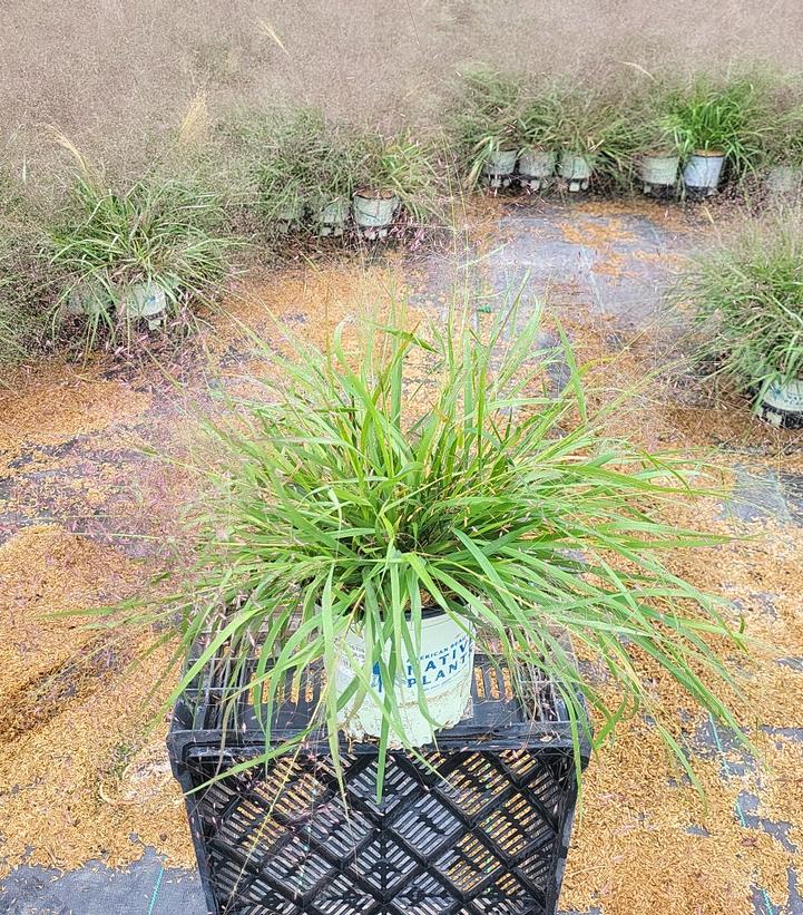 Eragrostis spectabilis 