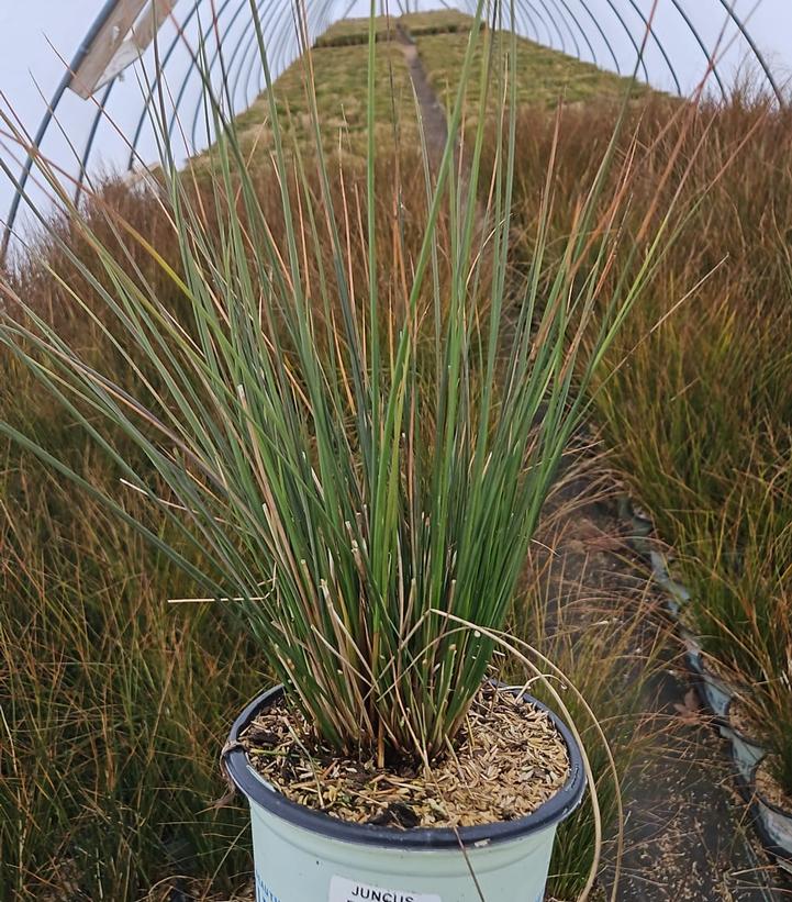 Juncus effusus 