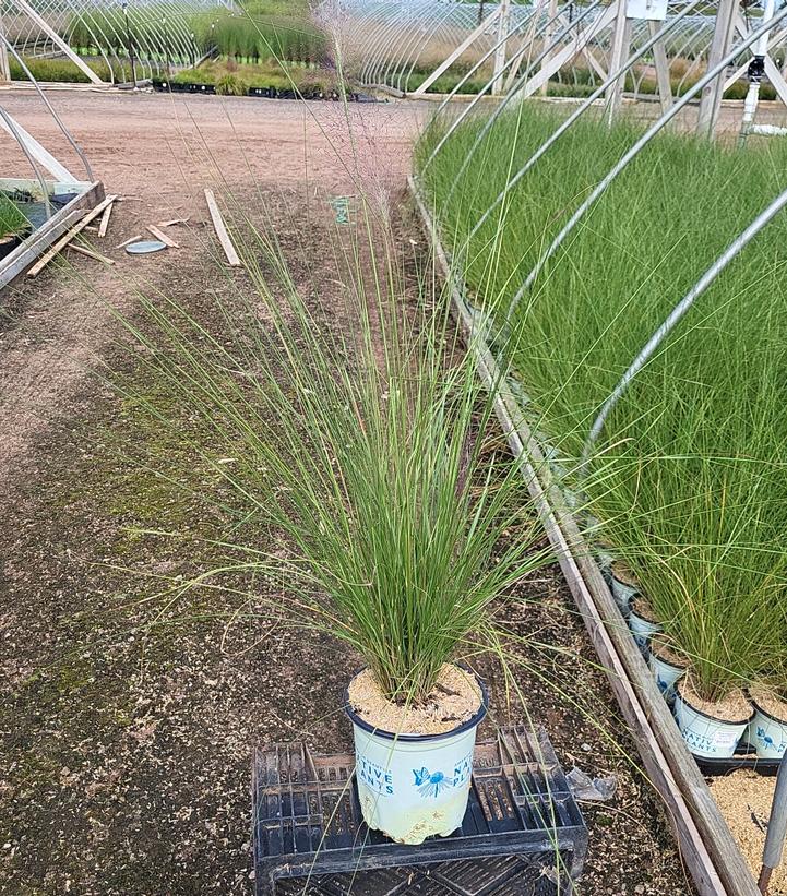 Muhlenbergia capillaris 