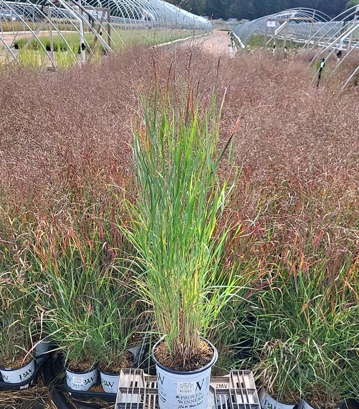 Panicum virgatum PRAIRIE WINDS® Cheyenne Sky