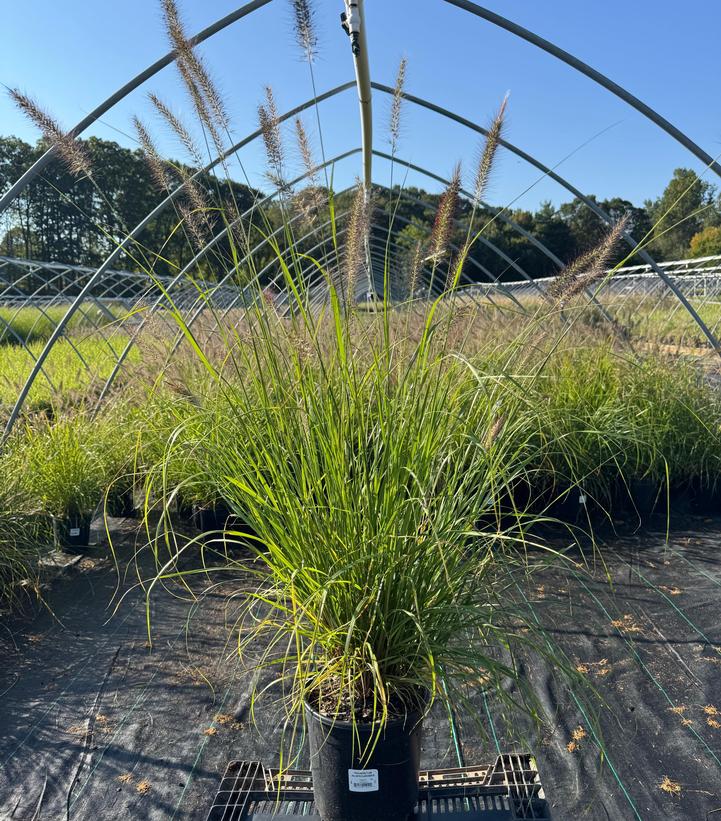 Pennisetum alopecuroides 