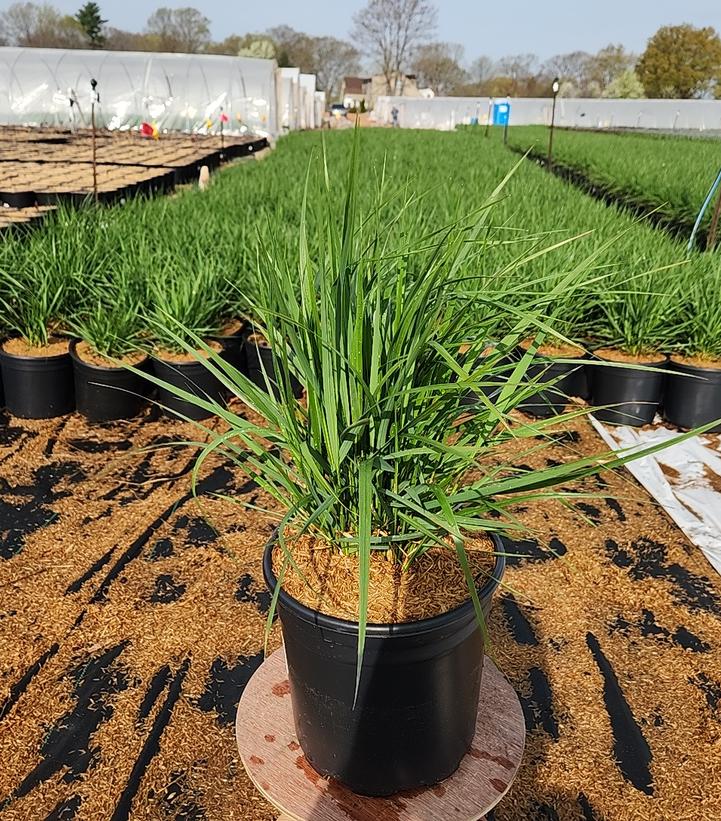 Calamagrostis a. Karl Foerster