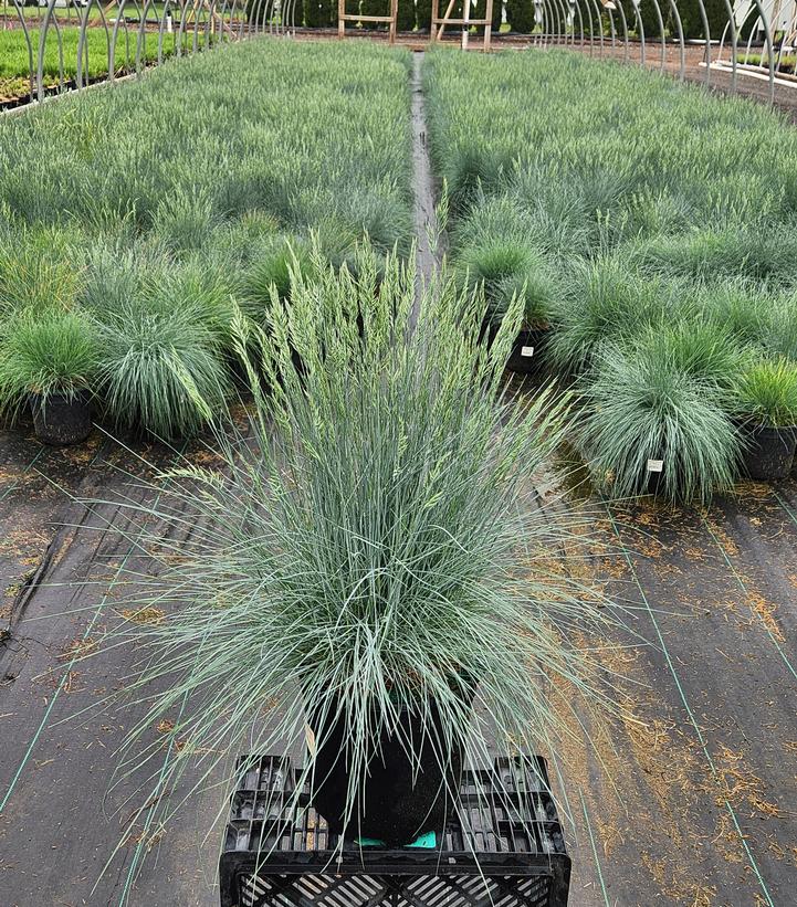 Festuca cinerca Elijah Blue