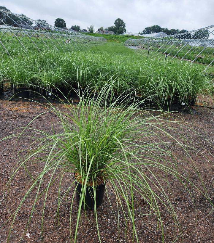 Miscanthus sinensis Adagio