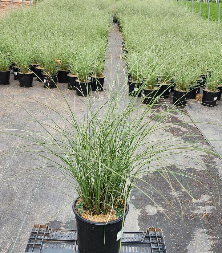 Miscanthus sinensis Morning Light