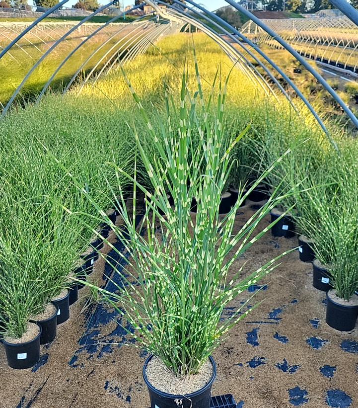 Miscanthus sinensis Strictus